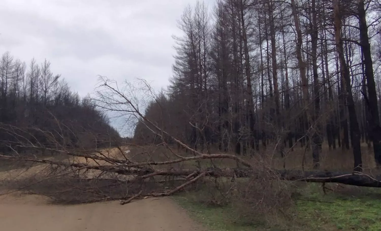 На Миколаївщині масово падають дерева у горілому Андріївському урочищі та пошкоджують електромережі. Фото: Facebook