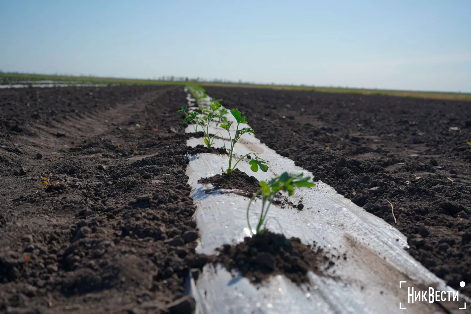 Watermelon seedlings, photo: «NikVesti"