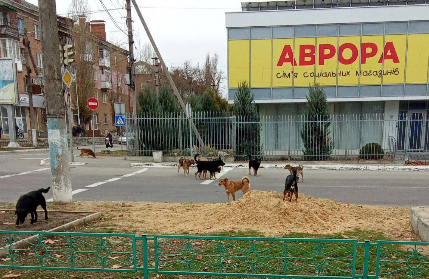 У Новій Каховці Херсонщини фіксують загострення проблеми з безпритульними тваринами. Фото: «Жовта стрічка»