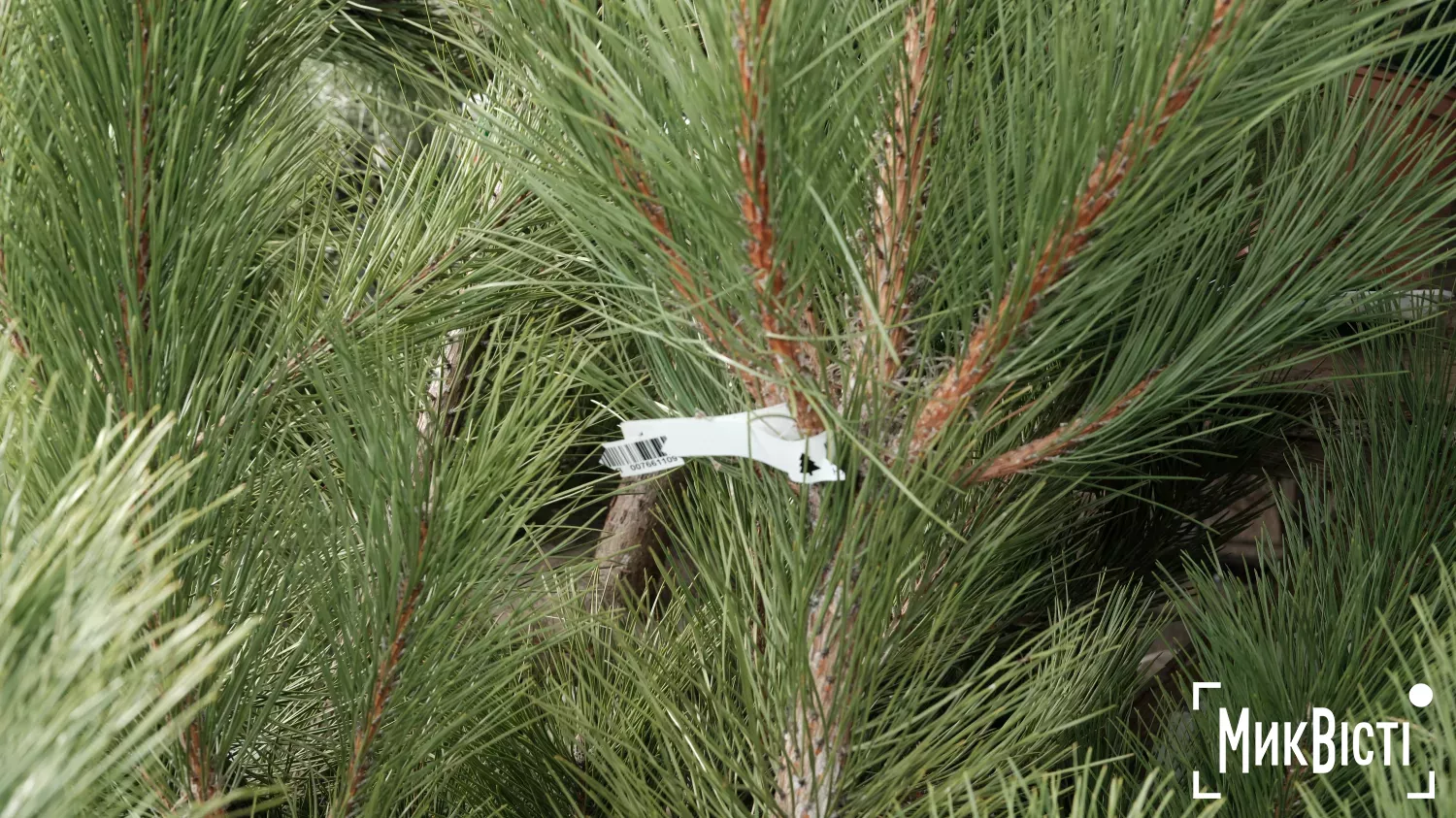 Необхідний для продажу штрих-код на ялинці, архівне фото: «МикВісті»