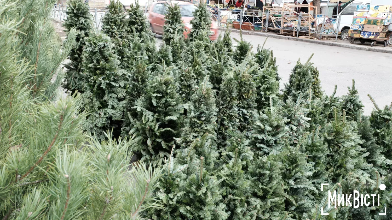 Продаж живих ялинок у Миколаєві, архівне фото: «МикВісті»