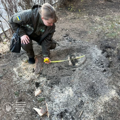 В Николаеве незаконно срубили голубую елку. Фото: Госэкоинспекция