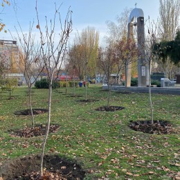 Высадка деревьев в Сквере подвига ликвидаторов аварии на ЧАЭС в 2021 году. Фото Департамента ДКХ