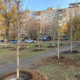 Высадка деревьев в Сквере подвига ликвидаторов аварии на ЧАЭС в 2021 году. Фото Департамента ДКХ