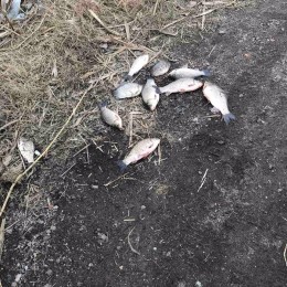 У Миколаєві виявили рибалок, які здійснювали незаконний вилов риби. Фото: Держекоінспекція