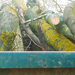 Екоінспектори фіксують наслідки незаконного вирубування дерев. Фото: Державна екологічна інспекція Південно-Західного округу