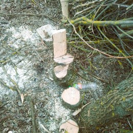 Экоинспекторы фиксируют последствия незаконной вырубки деревьев. Фото: Государственная экологическая инспекция Юго-Западного округа