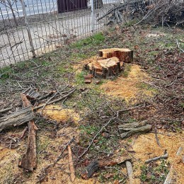 Экоинспекторы фиксируют последствия незаконной вырубки деревьев. Фото: Государственная экологическая инспекция Юго-Западного округа