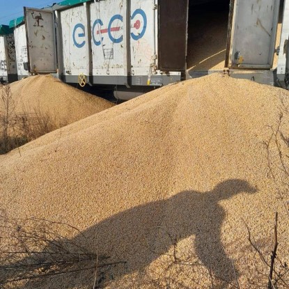 На польской границе снова высыпали украинское зерно. Фото: Мининфраструктуры