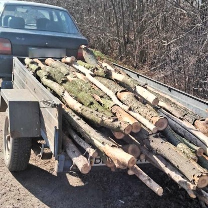 Перевозив на Миколаївщині стовбури дерев без документів /  Фото: Держекоінспекція