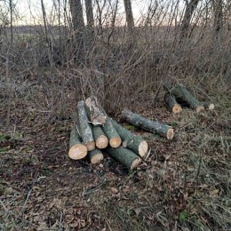 Незаконна вирубка дерев у Мигії. Фото: Державна екологічна інспекція Південно-Західного округу
