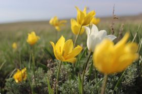 Червонокнижні тюльпани, фото з відкритих джерел