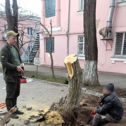 Миколаївець сплатить штрав за спил шовковиці без дозволу / Фото: Держекоінспекція