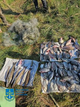 Незаконний вилов риби на Миколаївщині. Фото: