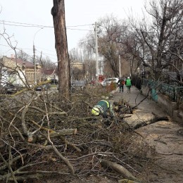 Уничтоженные деревья, фото: Государственная экологическая инспекция Юго-Западного округа