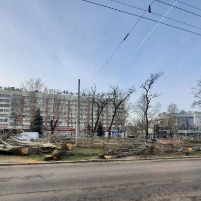 Срубленные тополя на Центральном проспекте Николаева, начало марта 2022 года