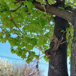 Уцелевший клен у обрезанных деревьев, фото «НикВести» предоставили местные жители