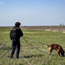 Mine detection dogs are already working in the Pervomaysk community / Photo: DSNS