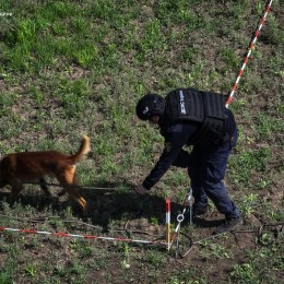 Mine detection dogs are already working in the Pervomaysk community / Photo: DSNS