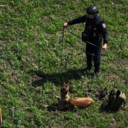 Mine detection dogs are already working in the Pervomaysk community / Photo: DSNS