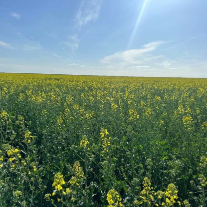 Цвітіння ріпаку на півдні розпочалося на місяць раніше, фото: ПАЕК