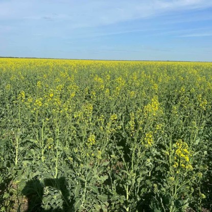 Цвітіння ріпаку на півдні розпочалося на місяць раніше, фото: ПАЕК