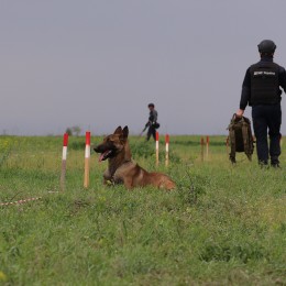 Mine-detecting Belgian sheepdogs Alf and Quad are demining the Mykolaiv Oblast / Photo: DSNS