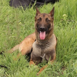 Mine-detecting Belgian sheepdogs Alf and Quad are demining the Mykolaiv Oblast / Photo: DSNS