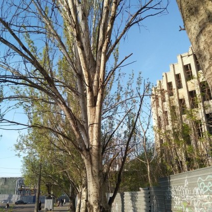Дерево на улице Декабристов в Николаеве. Фото: Контакт-центр при Николаевском городском совете