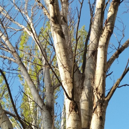 Дерево на вулиці Декабристів у Миколаєві. Фото: Контакт-центрі при Миколаївській міській раді