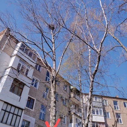 Березы на улице Адмирала Макарова, 2. Фото: Контакт-центр при Николаевском городском совете