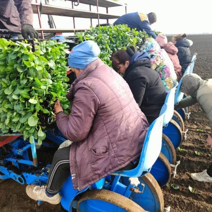 Аграрии Николаевщины стартовали с посевом овощей, фото: ПАЭК