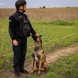 Mine-detecting dogs demining Mykolaiv Oblast / Photo: DSNS