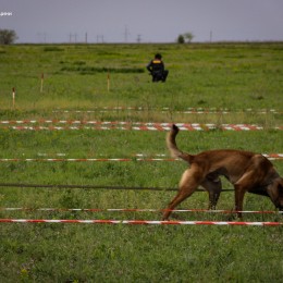 Mine-detecting dogs demining Mykolaiv Oblast / Photo: DSNS