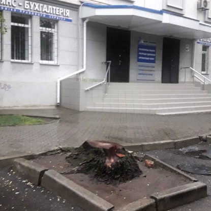 Снесенные деревья в центре Николаева. Фото: Экологическая инспекция
