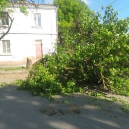 Спиленное дерево на ул. Защука. Фото: Facebook