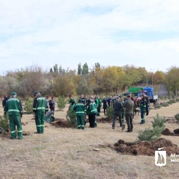 Висадка дерев у жовтні 2023 року. Фото: Миколаївська  міська рада.
