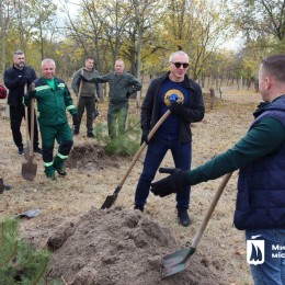 Висадка дерев у жовтні 2023 року. Фото: Миколаївська  міська рада.
