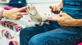 Вчені з Японії здійснили пересадку ниркової тканини між ембріонами щурів. Фото: AIRE IMAGES/GETTY IMAGES