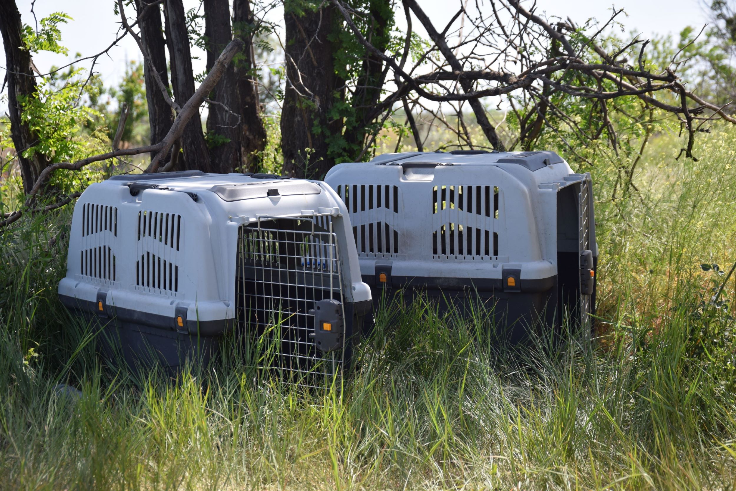 «A dog risks his life more than a man»: how Alf and Quad look for landmines in the fields of Mykolaiv Oblast