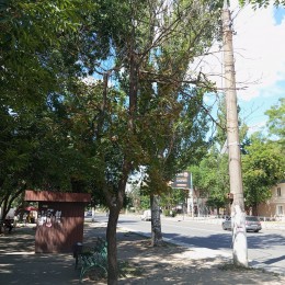Сухие деревья ветки по адресу проспект Богоявленский 311/11