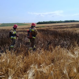 Пожар на поле в Николаевской области 20 июня / Фото: ГСЧС