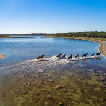 Photo: a herd of wild horses on the Kinburn Spit