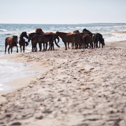 Photo: a herd of wild horses on the Kinburn Spit