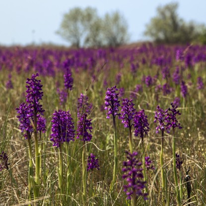 A field of wild red orchids at Kinbourn. Photo: from open sources