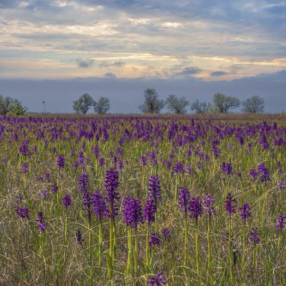 A field of wild red orchids at Kinbourn. Photo: from open sources