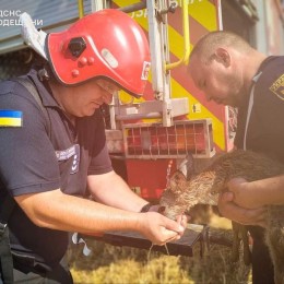 Спасенная косуля во время пожара в Одесской области / Фото: ГСЧС