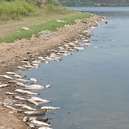 Море рыбы в Одесской области. Фото: экологическая инспекция