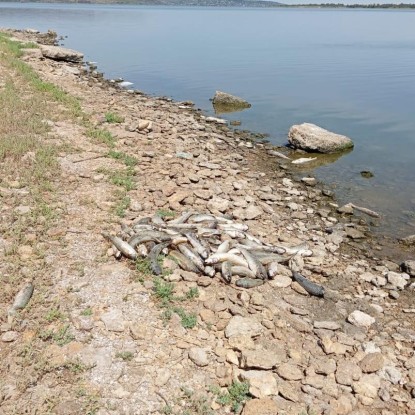 Море рыбы в Одесской области. Фото: экологическая инспекция