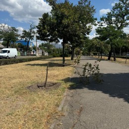 В Николаеве неизвестные сломали молодые деревья. Фото: Николаевские парки